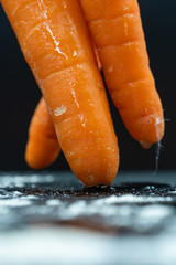 Racimo de zanahorias frescas sobre fondo negro