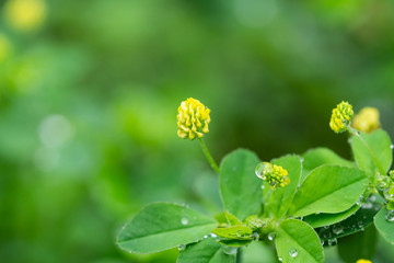 Rain on Black Medick Flowers