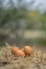 
Several eggs lay on a pile of straw.