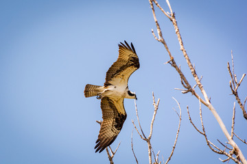 Majestic Osprey in action