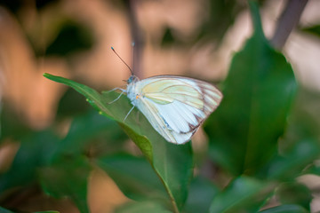 butterfly