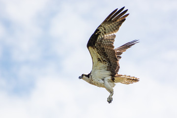Majestic Osprey in action