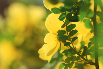yellow rose flowers in the garden