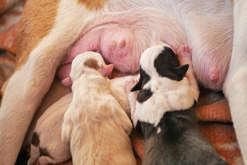 Newborn one-day old puppies sleeping with eyes closed next to each other, drinking mom's milk
