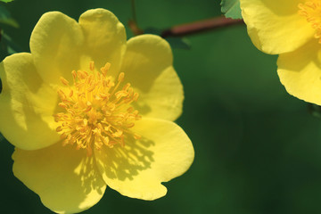 yellow wild rose flowers on green background