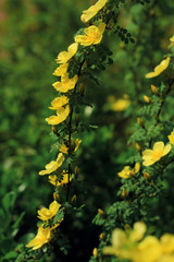 yellow wild rose flowers