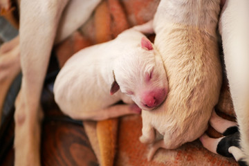 Newborn one-day old puppies sleeping with eyes closed next to each other, drinking mom's milk