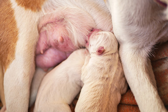 Newborn one-day old puppies sleeping with eyes closed next to each other, drinking mom's milk