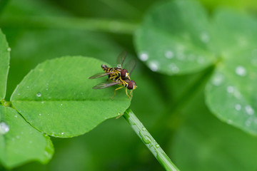 Eastern Calligrapher Flies Mating in Springtime