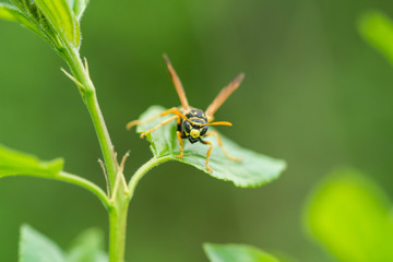 European Paper Wasp in Springtime