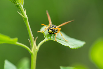 European Paper Wasp in Springtime