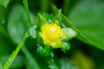 False Strawberry Flower in Springtime