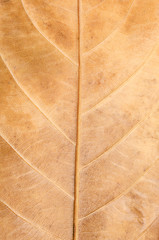 Macro Photo Of Natural Dry Leaf Pattern.