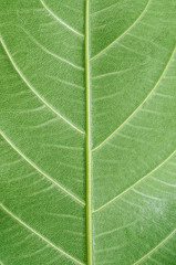 Macro Photo Of Natural Green Leaf Pattern.