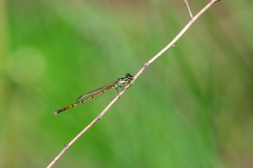 Fragile Forktail Damselfly in Springtime
