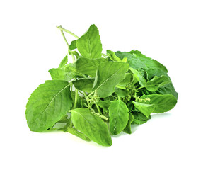 Holy Basil leaf or thai basil or Ocimum sanctum isolated on white background ,Green leaves pattern