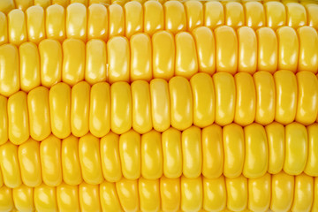 close up corn isolated on white background