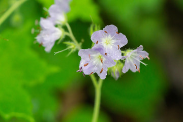 Great Waterleaf Flowers in Springtime