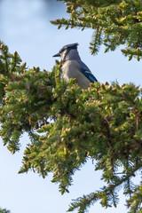 Blue jay (Cyanocitta cristata) sitting on the spruce in state park.