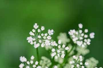 Ground Elder Flowers in Springtime
