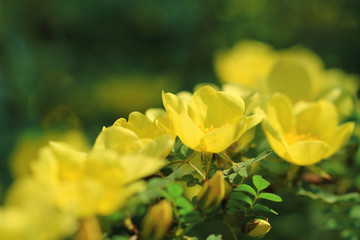 yellow wild rose flowers