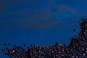 Fototapeta na wymiar Black rice on a blue wood surface
