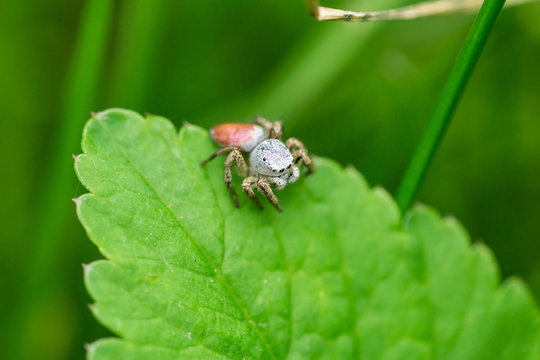 Paradise Jumping Spider on Leaf