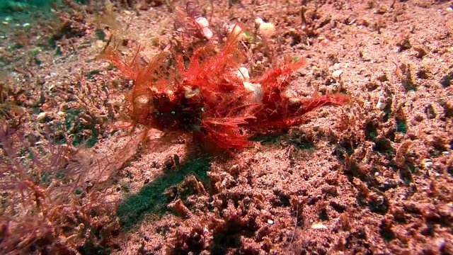 Weedy scorpion fish with skeleton shrimp