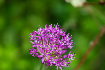 Giant Purple Onion Flowers in Springtime