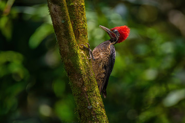 Lineated woodpecker on a branch