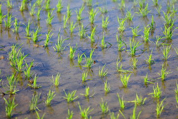 Seedlings of rice in rice fields