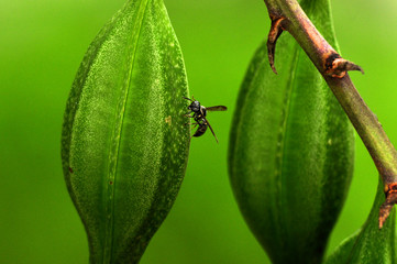 Avispa negra sobre bulbo de la orquídea Myrmecophila christinae, planta endémica de la Península de Yucatán, México.