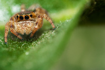 jumping spider on a leaf