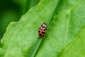Spotted Pink Lady Beetle on Leaf
