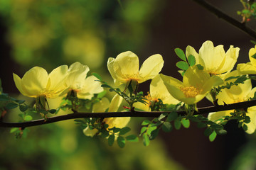  yellow wild rose flowers