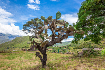 Salkantay Trekking in Peru, South America