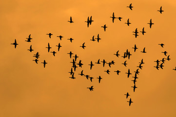 Parvada de patos en vuelo, siluetas sobre fondo de atardecer dorado naranja, en la Peninsula de Yucatan, Mexico.