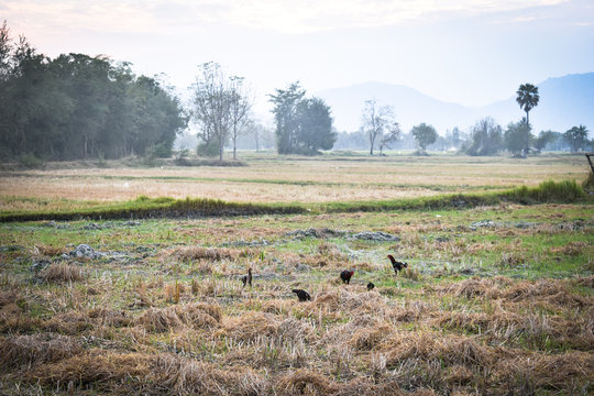 In the field, many chickens are eating something in the evening. This picture is of a cloudy atmosphere.