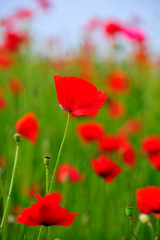 red poppy flower