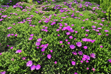 field of pink flowers