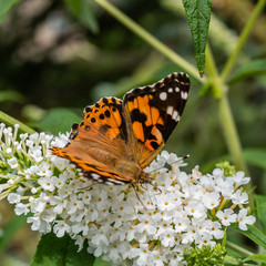 butterfly on flower - Painted lady Vanessa cardui