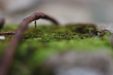 close up of moss on the ground