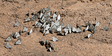 Obraz premium 상제나비