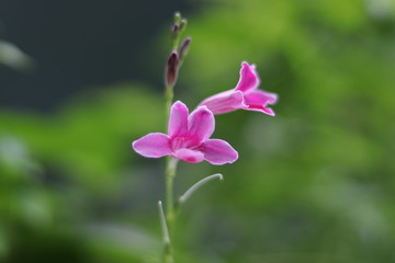purple flower in the garden