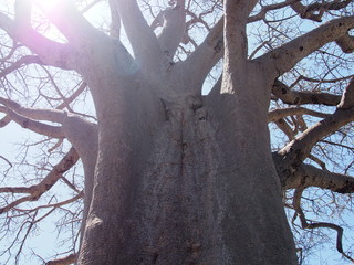 A giant baobab tree, Planet Baobab, Botswana