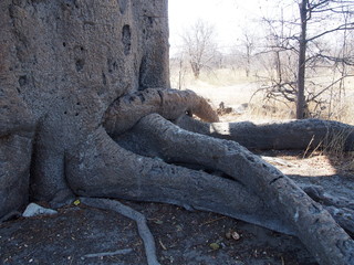 A giant baobab tree, Planet Baobab, Botswana