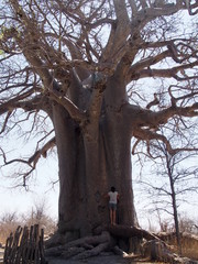 A giant baobab tree and woman, Planet Baobab, Botswana