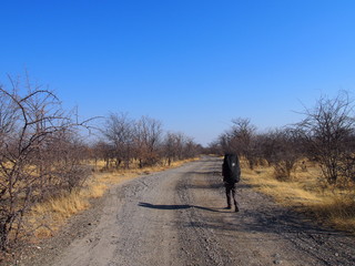 Woman walking from campsite to the main street, Planet Baobab, Botswana