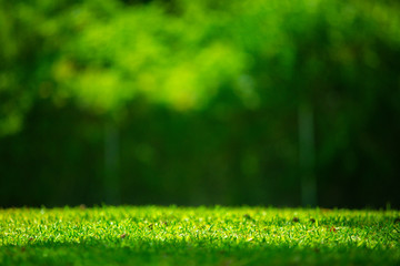 Fototapeta na wymiar Nature green grass with blur background