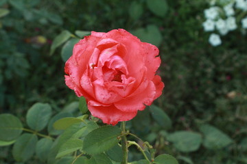 roses bloom beautifully